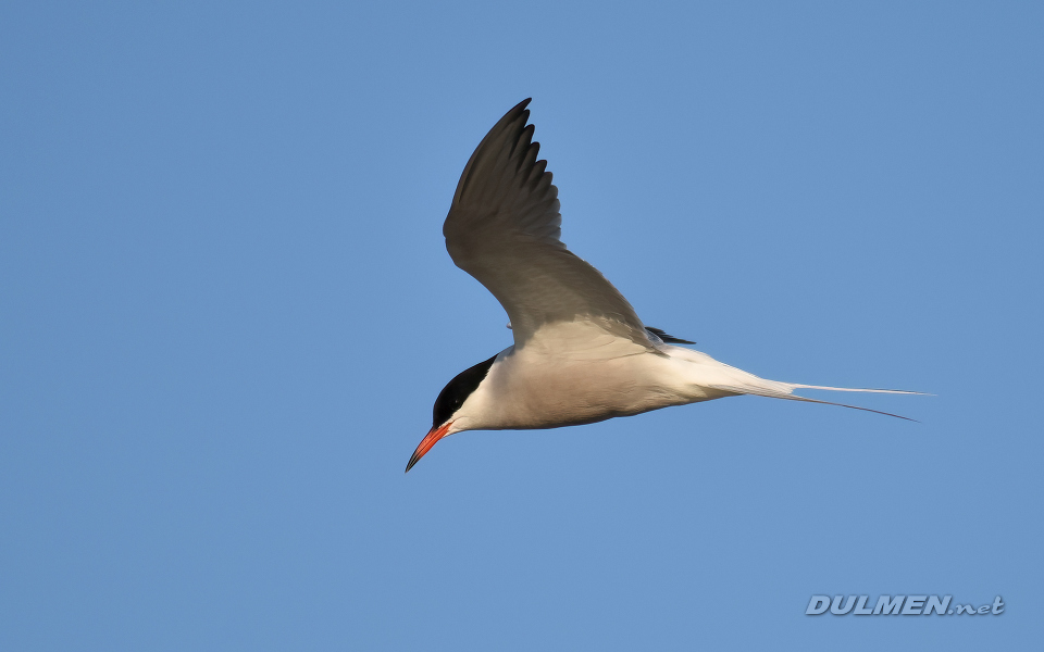 Common Tern (Sterna hirundo)